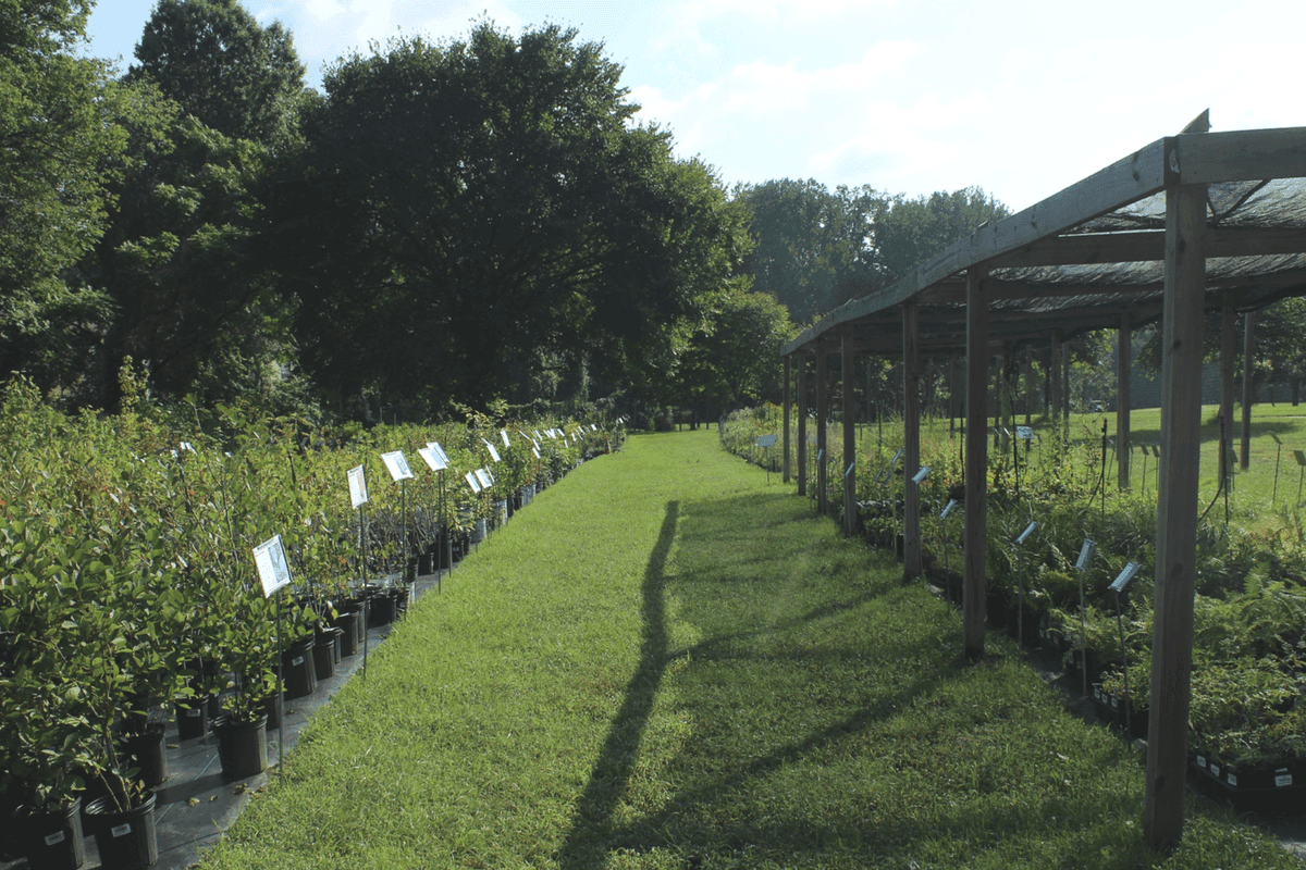 Herring Run Nursery