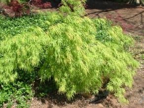Herter Nursery