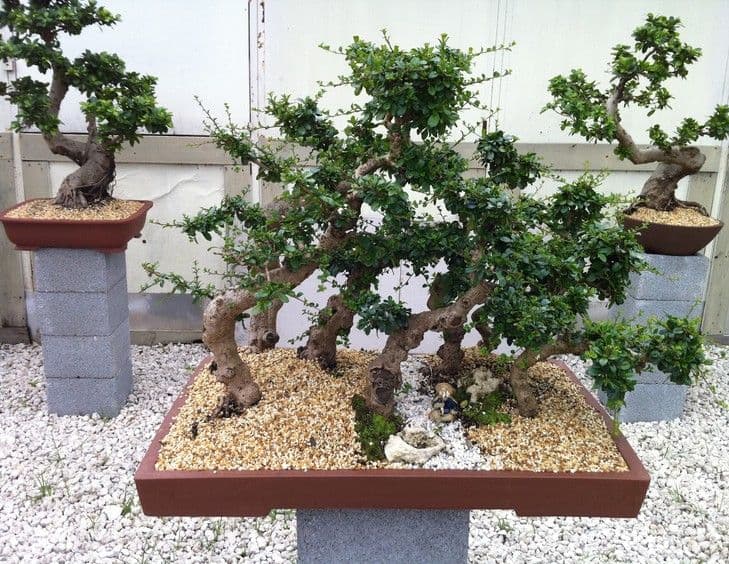 H&F Import Bonsai Pots & Supplies Inc