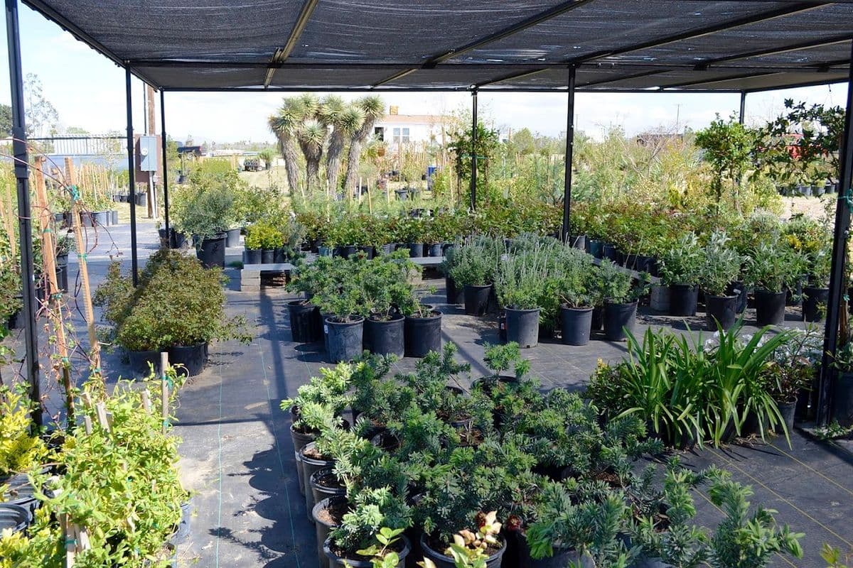 HI Desert Plant Nursery