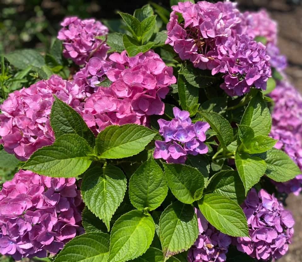 Hidden Gardens Cape Cod