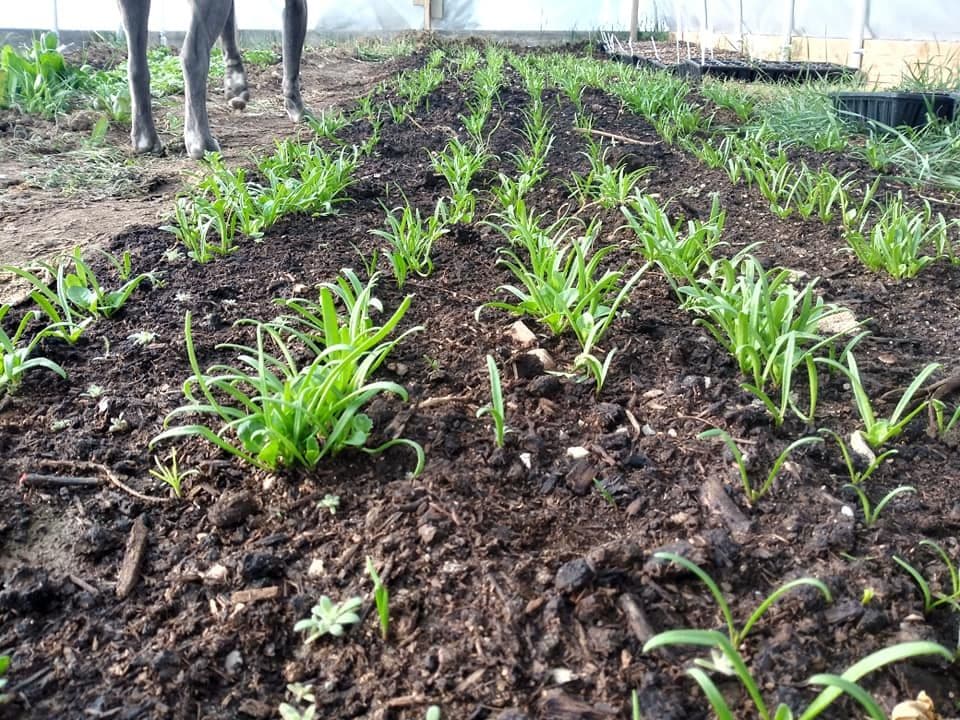 High Country Greens