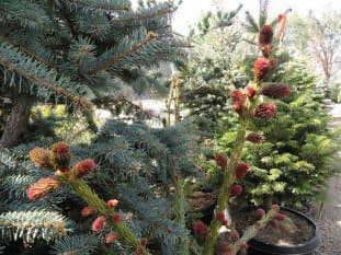 High Country Nursery