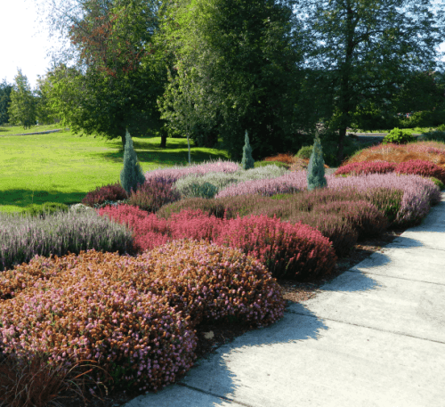 Highland Heather