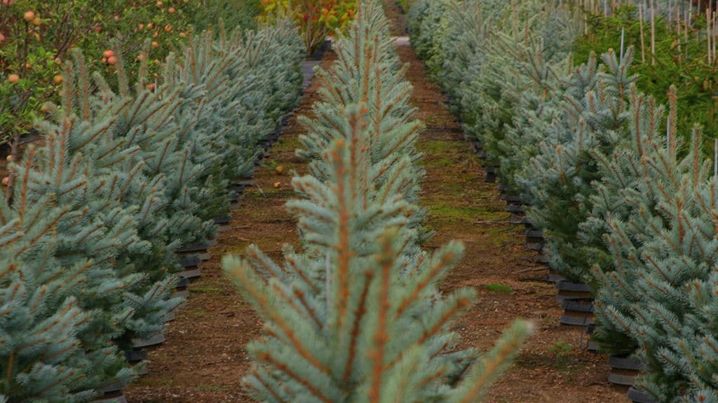 Highland Meadow Nursery Inc