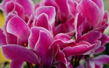 Hill Country African Violets and Nursery