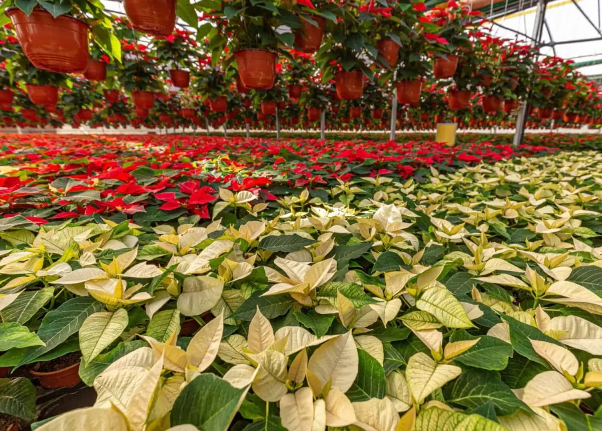 Hill Country Nurseries, Inc.