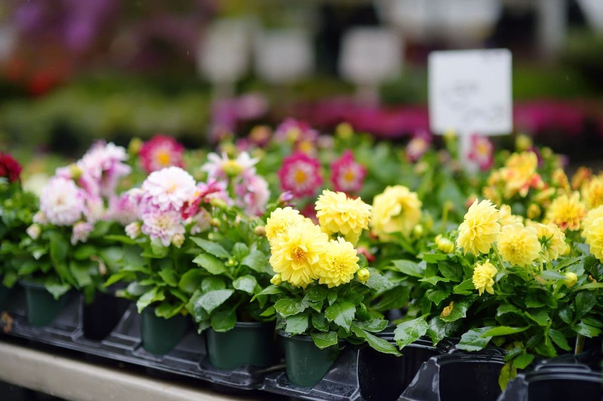 Hillcrest Nursery