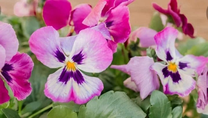 Hillside Gift & Garden Center