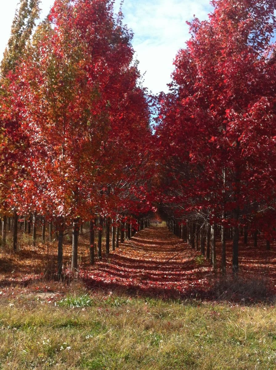 Hoette Farms and Nursery