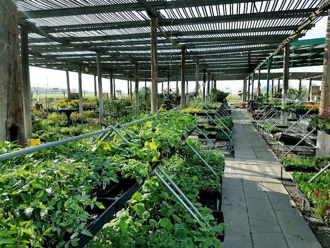 Hofmans' Nursery