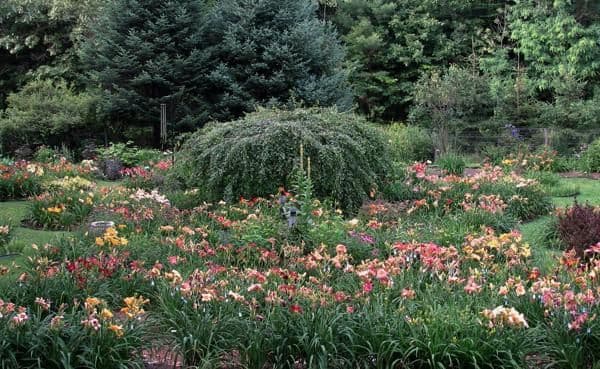 Holdn' Heaven Daylily Garden