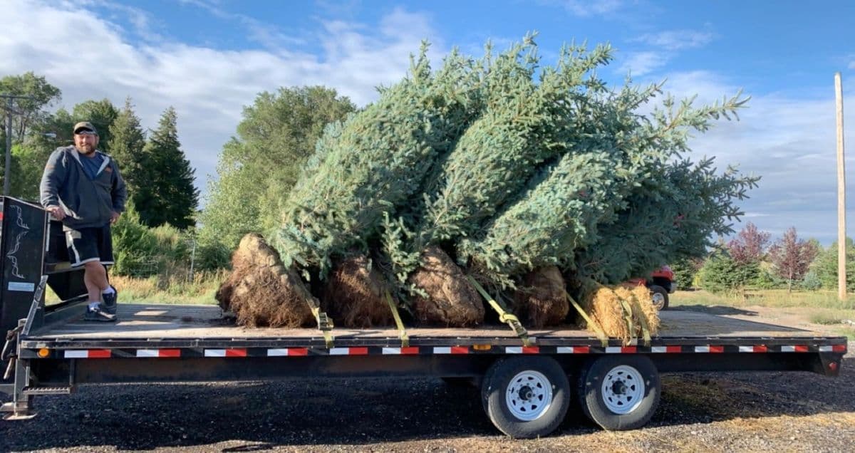 Holley Tree Farm