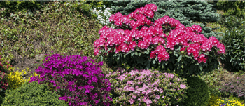 Hollyberry Nursery