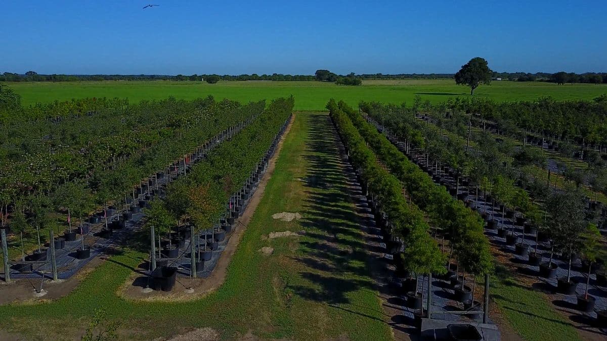 Hope Valley Tree Farm