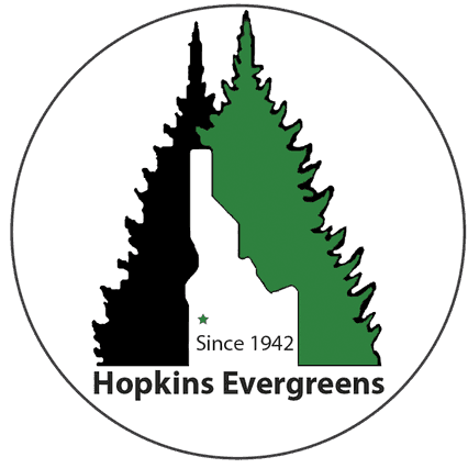 Hopkins Evergreens
