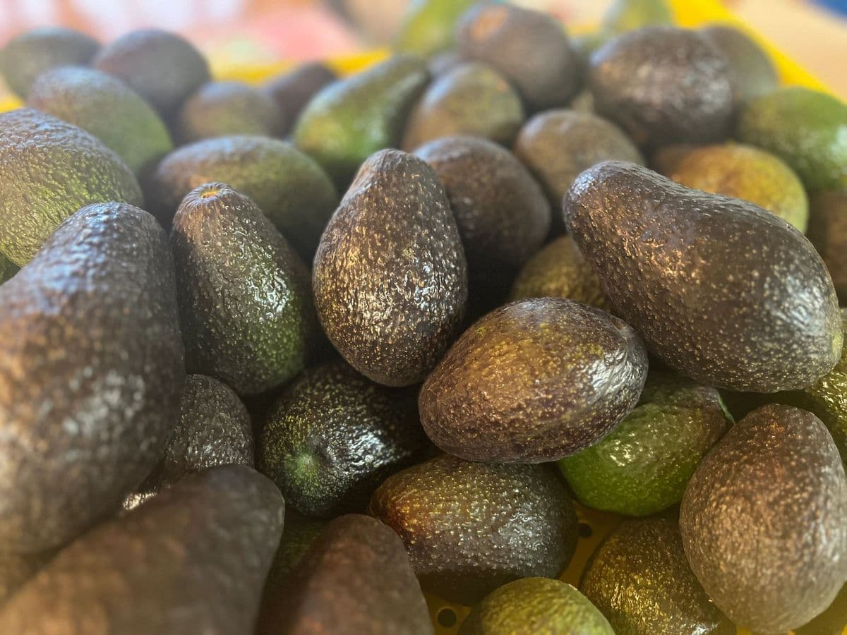 Hopkins Tropical Fruit Nursery