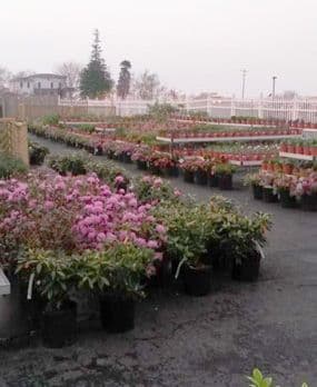 Horning Greenhouse & Garden Centers