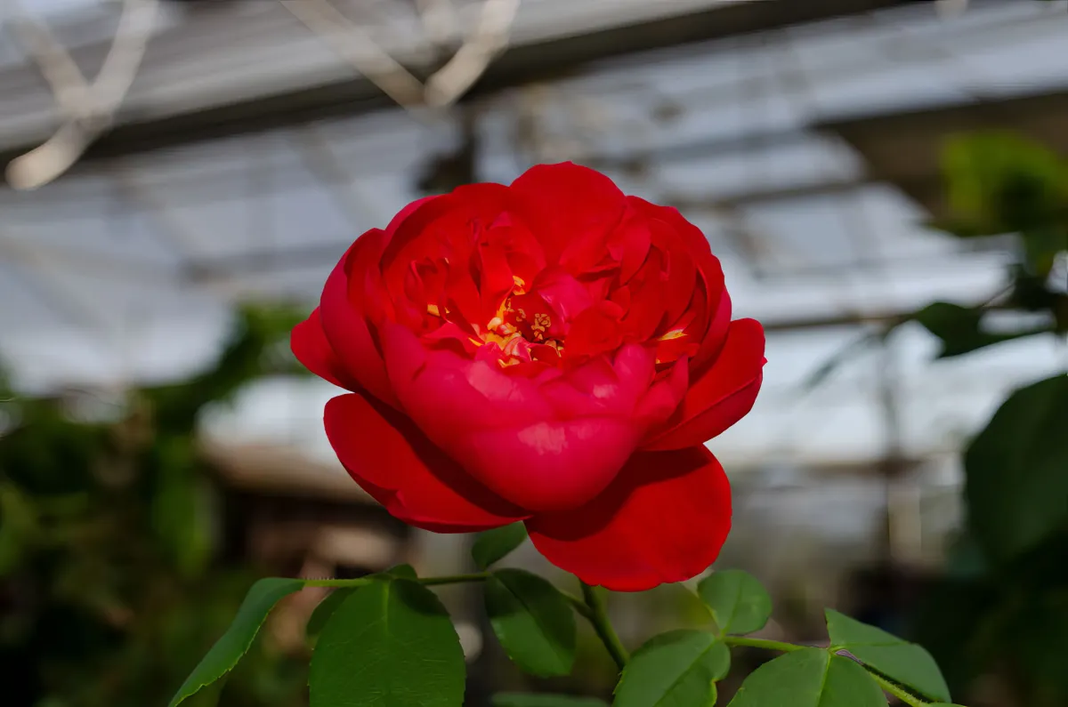 Horrocks Nursery Farms-Garden Center