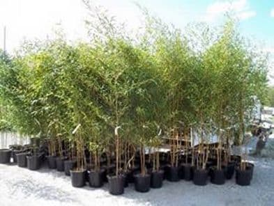 Horseshoe Nursery