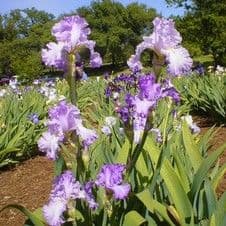 Horton Iris Garden and Pumpkin Patch