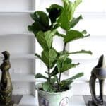 Hoshin plants