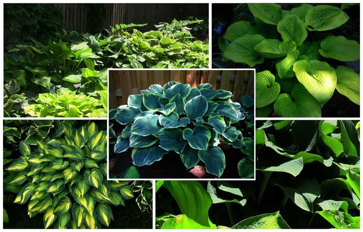 Hosta Garden Companions
