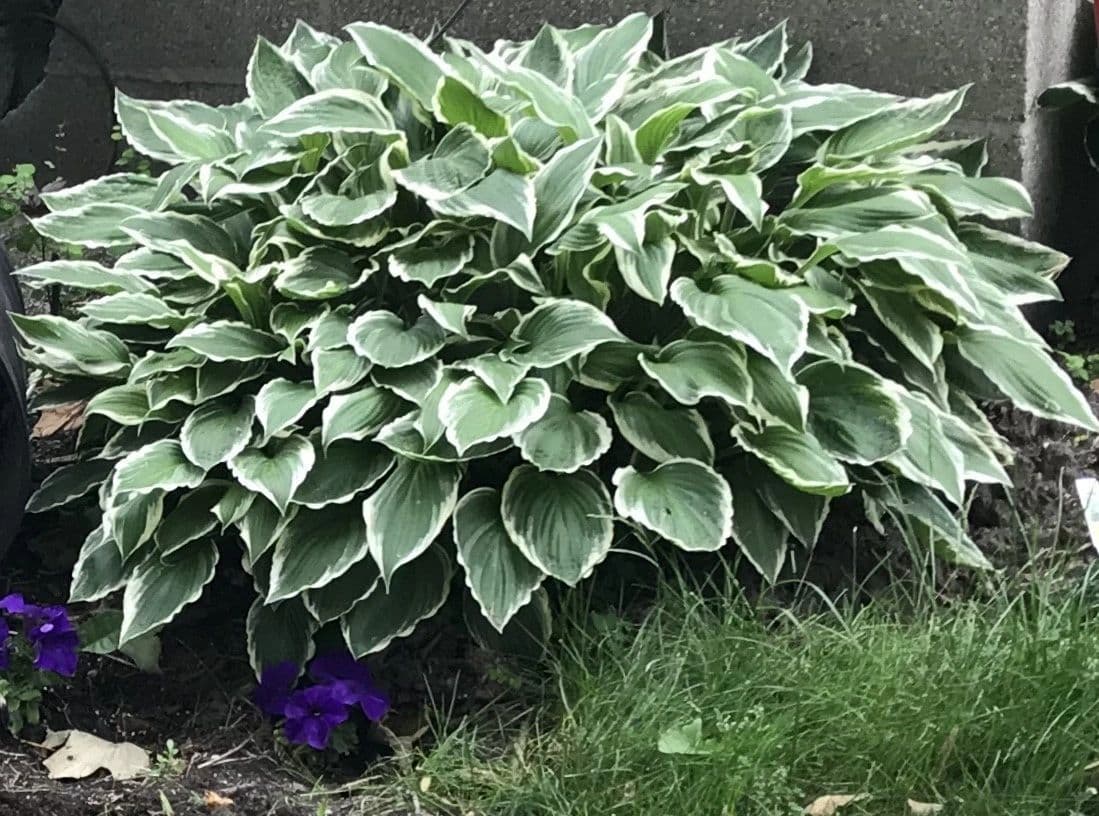 Hosta House