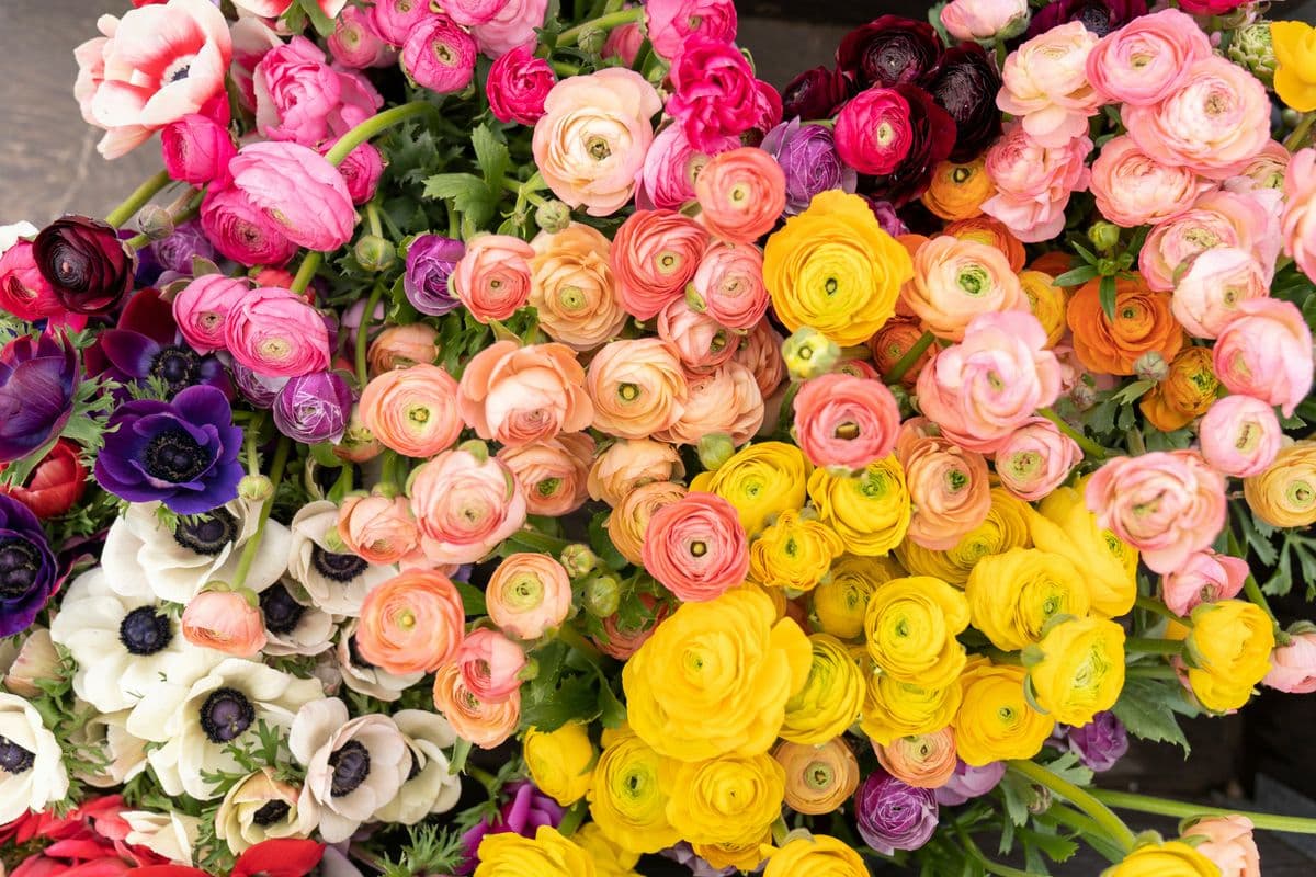 House of Blooms