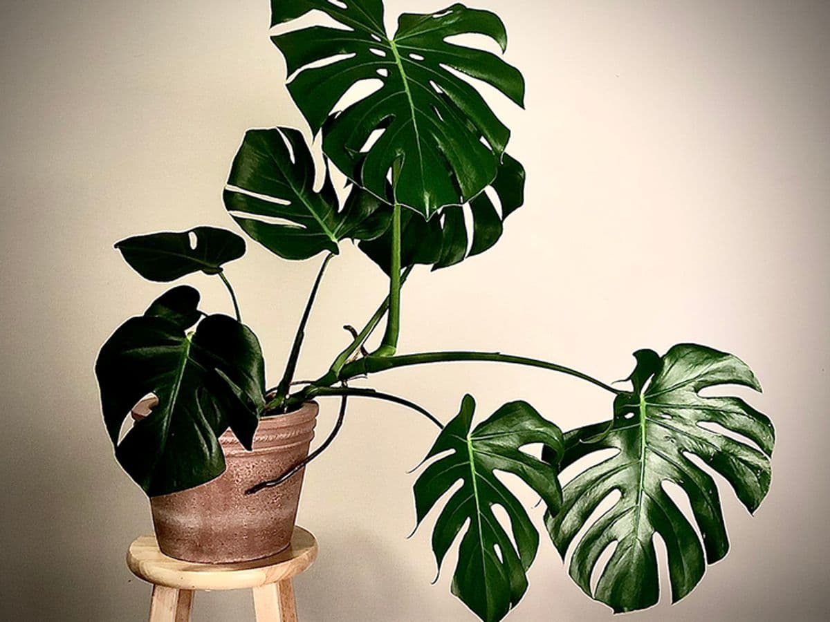 HousePlant Baltimore