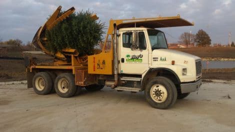 Hoys Tree Farm