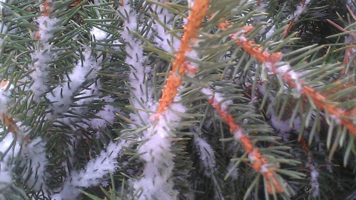 HTH Christmas Tree Lot