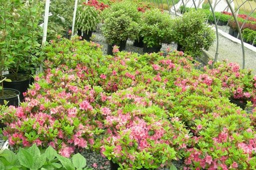 Huber Nurseries