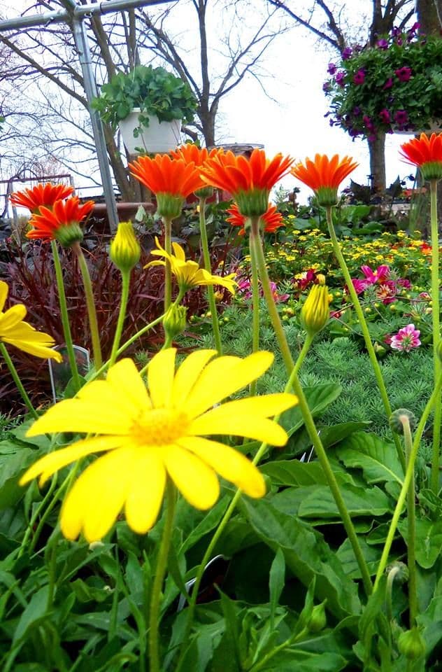 Huffman Garden Center
