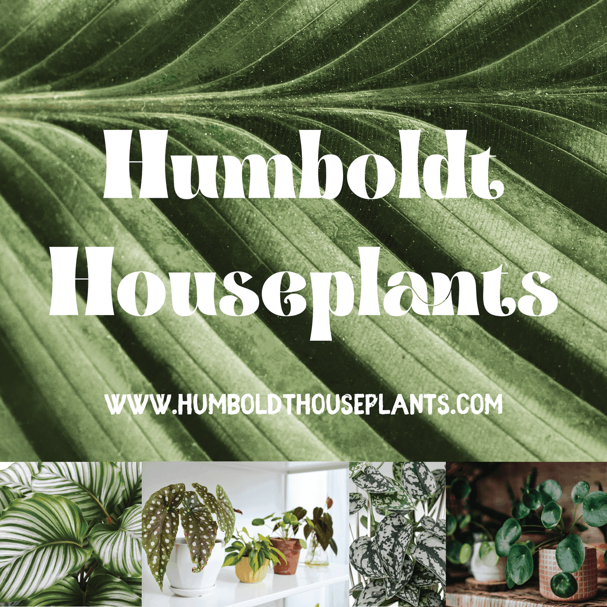 Humboldt Houseplants