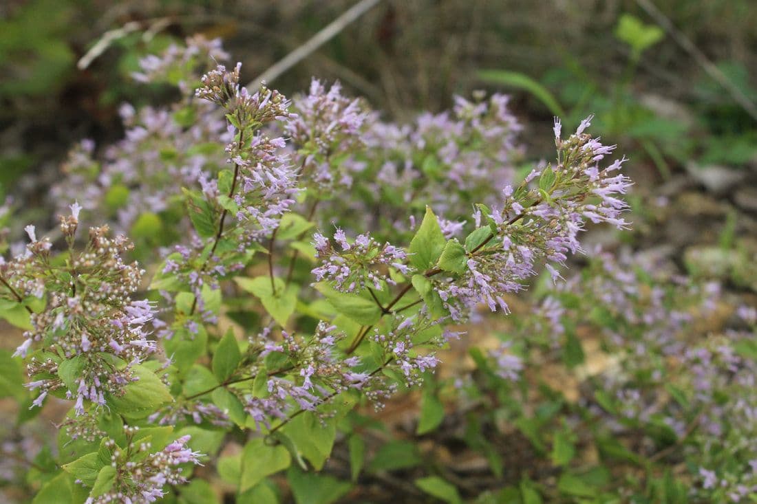 Hummingbird Hill Native Plant Nursery