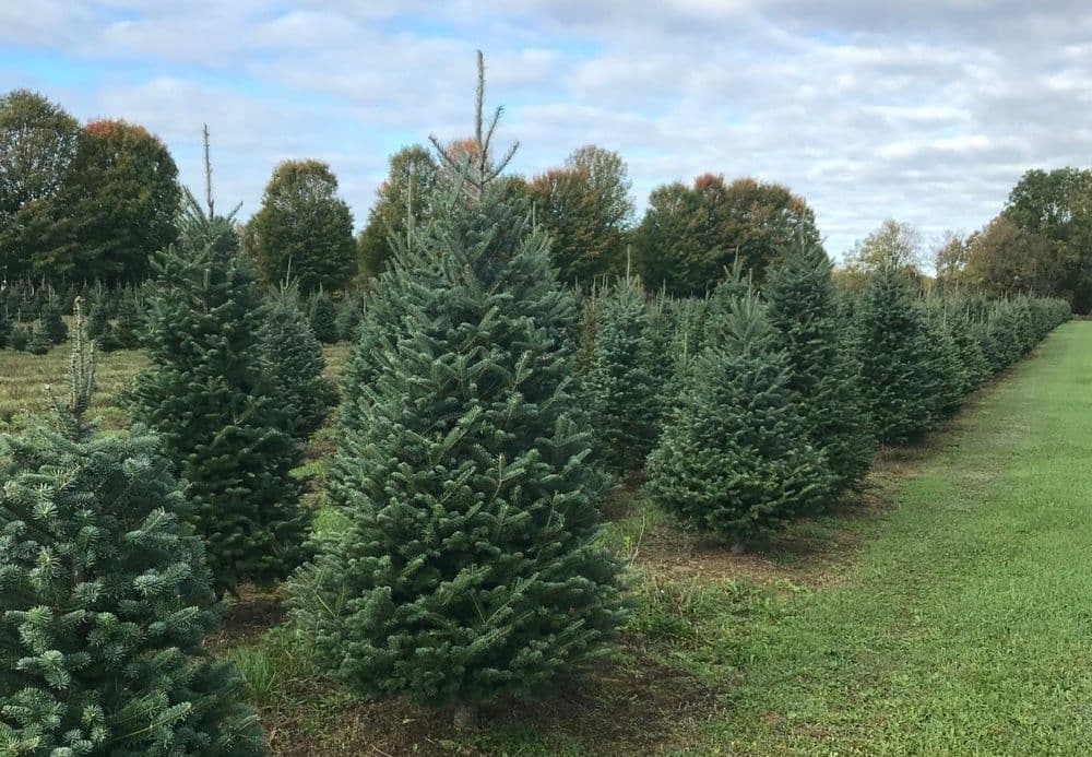 Hunt 4 Your Fir Christmas Tree Farm