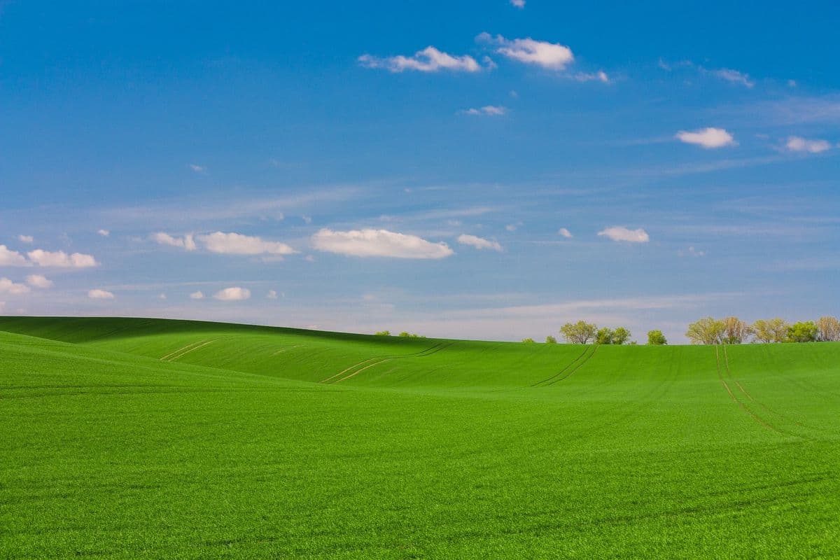 Hussey Sod Farm