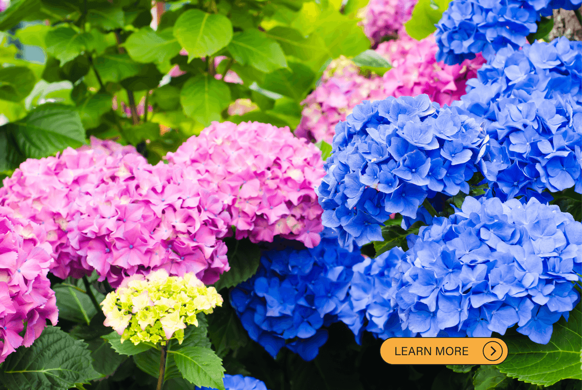 Hydrangea Galore