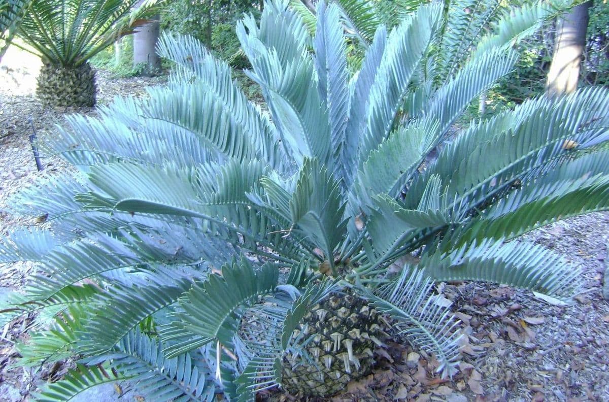 Ice Blue Cycads Nursery
