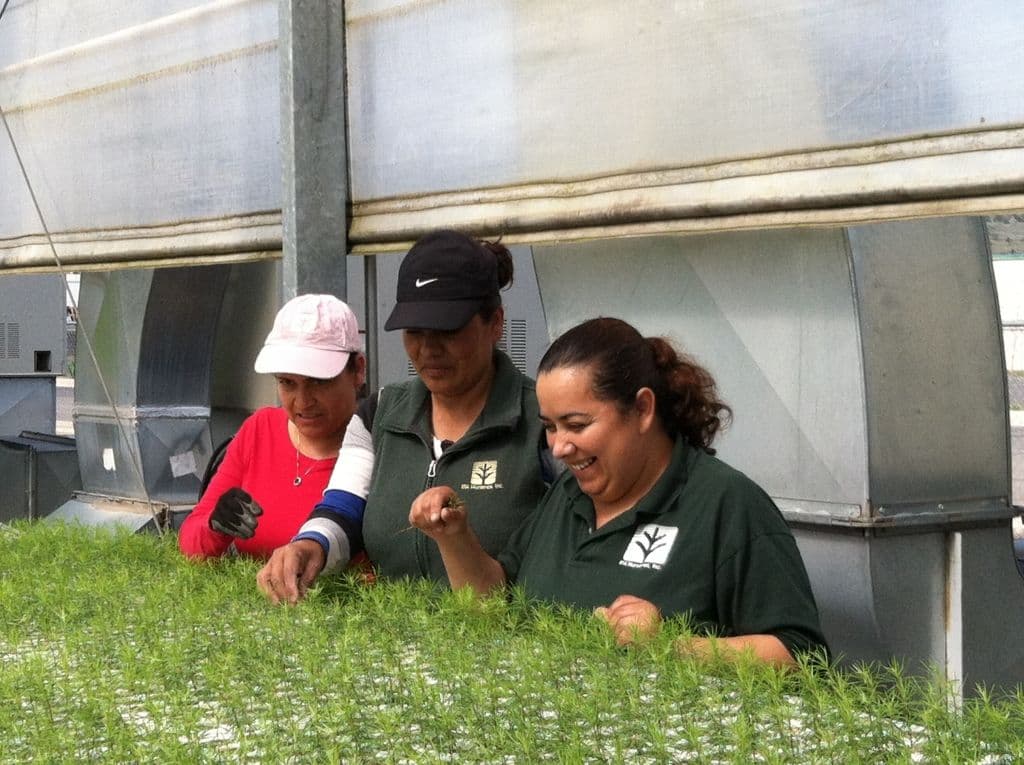 IFA Nurseries Inc