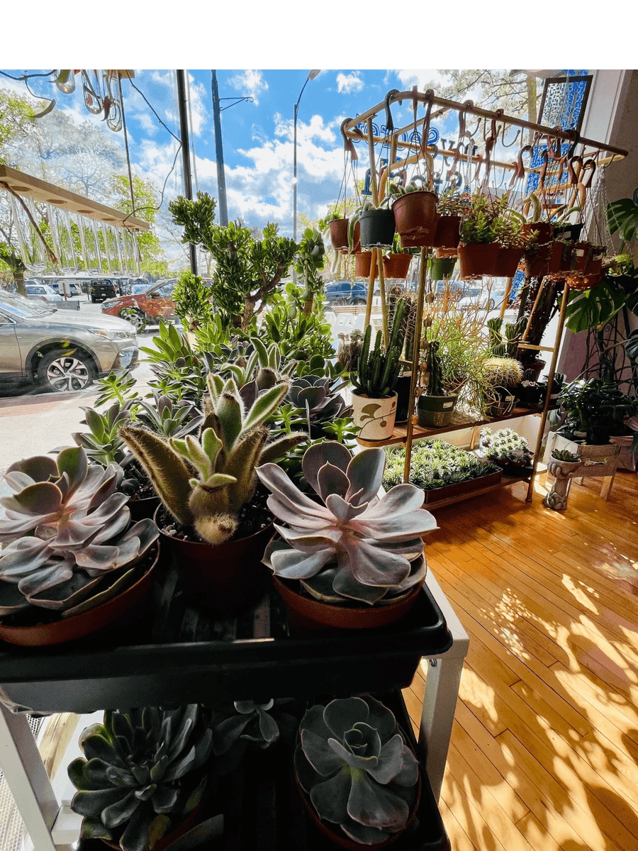 I'm Planty and Fancy & My Secret Stash