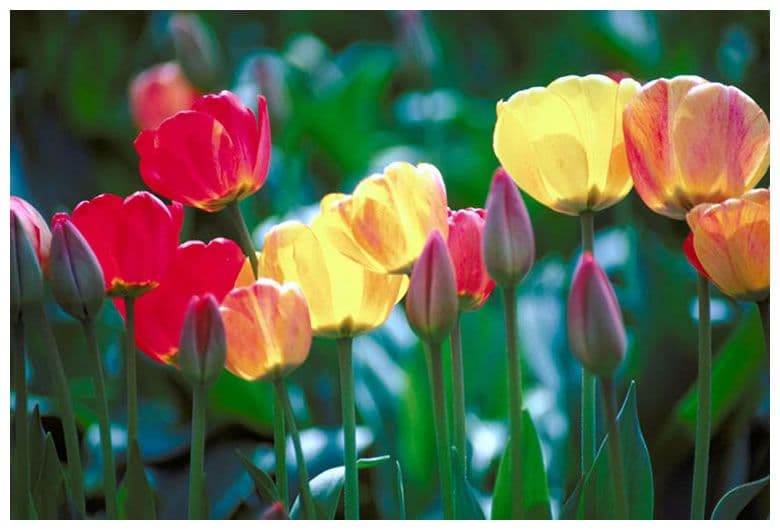 Image Gardenscapes