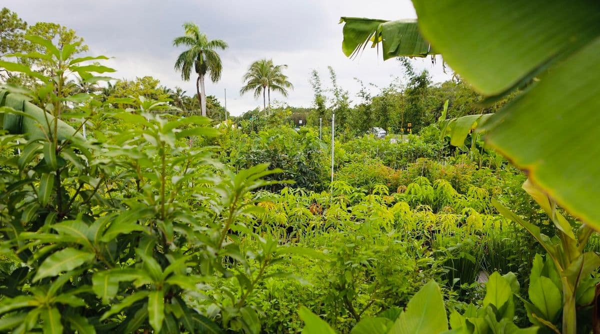Incredible Edible Landscapes