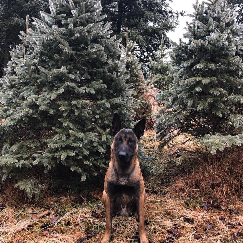 Indian Spring Christmas Tree Farm