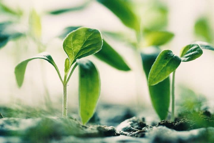 Indoor Outdoor Gardener