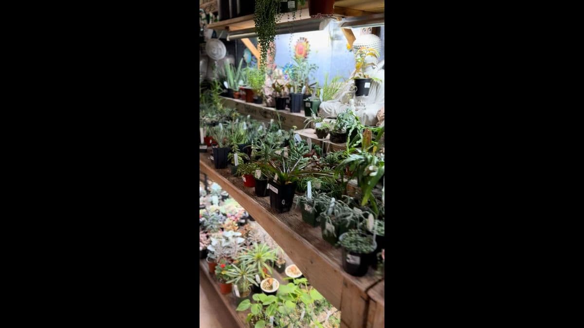 Indoor Sun Shoppe