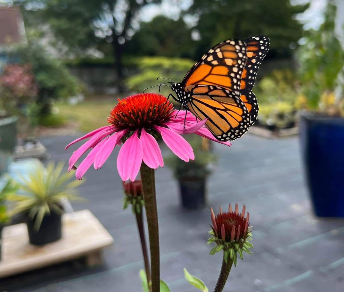Inland Bays Garden Center