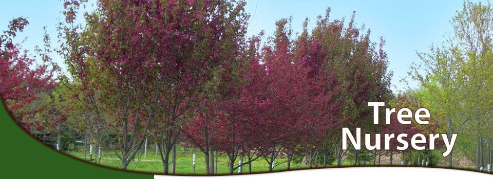 Instant Shade Landscape Inc
