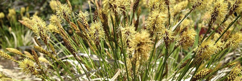 Intrinsic Perennial Gardens